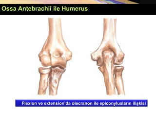 Flexion ve extension’da olecranon ile epiconylusların ilişkisi
Ossa Antebrachii ile Humerus
 