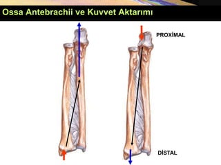 DİSTAL
PROXİMAL
Ossa Antebrachii ve Kuvvet Aktarımı
 