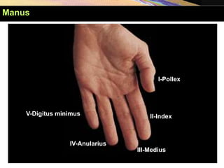 I-Pollex
II-Index
III-Medius
IV-Anularius
V-Digitus minimus
Manus
 