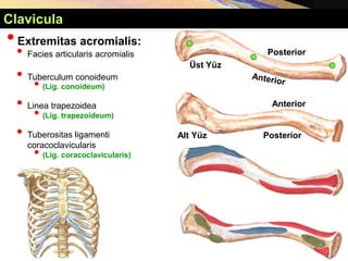 Üst Yüz
Alt Yüz
Posterior
Posterior
Anterior
•Extremitas acromialis:
• Facies articularis acromialis
• Tuberculum conoideum
• (Lig. conoideum)
• Linea trapezoidea
• (Lig. trapezoideum)
• Tuberositas ligamenti
coracoclavicularis
• (Lig. coracoclavicularis)
Clavicula
 