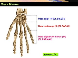 Ossa Manus
Ossa digitorum manus (14)
(EL PARMAK)
Ossa metacarpi (5) (EL TARAK)
Ossa carpi (8) (EL BİLEĞİ)
PALMAR YÜZ
 