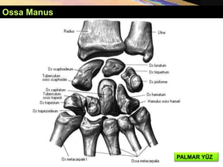 Ossa Manus
PALMAR YÜZ
 