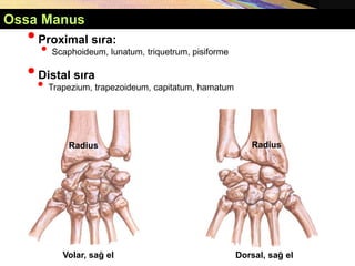 •Proximal sıra:
• Scaphoideum, lunatum, triquetrum, pisiforme
•Distal sıra
• Trapezium, trapezoideum, capitatum, hamatum
Radius Radius
Volar, sağ el Dorsal, sağ el
Ossa Manus
 