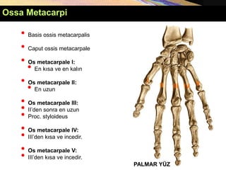 • Basis ossis metacarpalis
• Caput ossis metacarpale
• Os metacarpale I:
• En kısa ve en kalın
• Os metacarpale II:
• En uzun
• Os metacarpale III:
• II’den sonra en uzun
• Proc. styloideus
• Os metacarpale IV:
• III’den kısa ve incedir.
• Os metacarpale V:
• III’den kısa ve incedir.
PALMAR YÜZ
I
II III IV V
Ossa Metacarpi
 