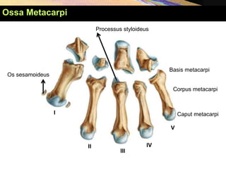 Ossa Metacarpi
I
II
III
IV
V
Basis metacarpi
Corpus metacarpi
Caput metacarpi
Os sesamoideus
Processus styloideus
 