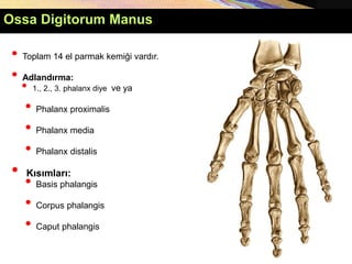 • Toplam 14 el parmak kemiği vardır.
• Adlandırma:
• 1., 2., 3. phalanx diye ve ya
• Phalanx proximalis
• Phalanx media
• Phalanx distalis
• Kısımları:
• Basis phalangis
• Corpus phalangis
• Caput phalangis
Ossa Digitorum Manus
 