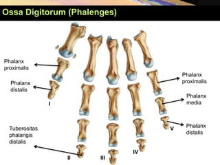 Ossa Digitorum (Phalenges)
Phalanx
proximalis
Phalanx
distalis
Phalanx
proximalis
Phalanx
distalis
Phalanx
media
I
II III
IV
V
Tuberositas
phalangis
distalis
 