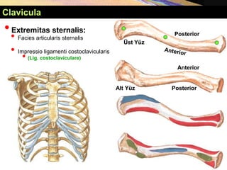 •Extremitas sternalis:
• Facies articularis sternalis
• Impressio ligamenti costoclavicularis
• (Lig. costoclaviculare)
Clavicula
Üst Yüz
Alt Yüz
Posterior
Posterior
Anterior
 