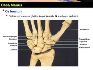 •Os lunatum
• Dislokasyonu en çok görülen karpal kemiktir. N. medianus zedelenir.
Ossa Manus
 