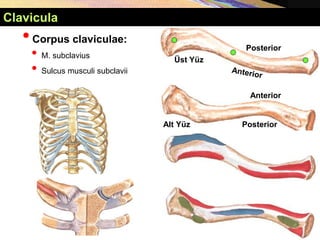 •Corpus claviculae:
• M. subclavius
• Sulcus musculi subclavii
Clavicula
Üst Yüz
Alt Yüz
Posterior
Posterior
Anterior
 