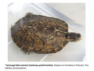 Tartaruga folla oriental (Cyclemys pulchristriata). Atópase en Camboia e Vietnam. Ten
hábitos semiacuáticos.
 
