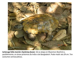 tartaruga folla marrón (Cyclemys fusca). Só se atopa en Myanmar (Kachin) e,
posiblemente, en áreas próximas da India e de Bangladesh. Pode medir ata 24 cm. Ten
costumes semiacuáticas.
 