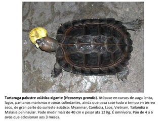 Tartaruga palustre asiática xigante (Heosemys grandis). Atópase en cursos de auga lenta,
lagos, pantanos marismas e zonas colindantes, aínda que pasa case todo o tempo en terreo
seco, de gran parte do surleste asiático: Myanmar, Camboia, Laos, Vietnam, Tailandia e
Malasia peninsular. Pode medir máis de 40 cm e pesar ata 12 Kg. É omnívora. Pon de 4 a 6
ovos que eclosionan aos 3 meses.
 