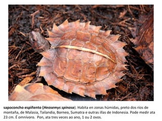 sapoconcho espiñento (Heosemys spinosa). Habita en zonas húmidas, preto dos ríos de
montaña, de Malasia, Tailandia, Borneo, Sumatra e outras illas de Indonesia. Pode medir ata
23 cm. É omnívoro. Pon, ata tres veces ao ano, 1 ou 2 ovos.
 