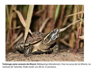 Tartaruga come caracois do Khorat (Malayemys khoratensis). Vive na cunca do río Khorat, no
norleste de Tailandia. Pode medir uns 20 cm. É carnívora.
 
