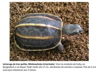 tartaruga de tres quillas (Melanochelys tricarinata). Vive no nordeste da India, en
Bangladesh e no Nepal. Pode medir ata 17 cm. aliméntase de animais e vexetais. Pon de 3 a 6
ovos que eclosionan aos 2 meses.
 