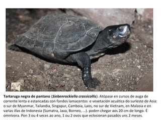 Tartaruga negra de pantano (Siebenrockiella crassicollis). Atópase en cursos de auga de
corrente lenta e estancadas con fondos lamacentos e vexetación acuática do surleste de Asia:
o sur de Myanmar, Tailandia, Singapur, Camboia, Laos, no sur de Vietnam, en Malasia e en
varias illas de Indonesia (Sumatra, Java, Borneo, ...). poden chegar aos 20 cm de longo. É
omnívora. Pon 3 ou 4 veces ao ano, 1 ou 2 ovos que eclosionan pasados uns 2 meses.
 