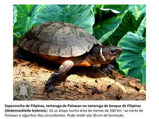 Sapoconcho de Filipinas, tartaruga de Palawan ou tartaruga de bosque de Filipinas
(Siebenrockiella leytensis). Só se atopa nunha área de menos de 100 km 2
ao norte de
Palawan e algunhas illas circundantes. Pode medir ata 30 cm de lonxitude.
 