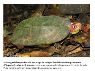 tartaruga de bosque Cochin, tartaruga de bosque Kavalai ou tartaruga de cana
(Vijayachelys silvatica). Atópase en bosques densos de folla perenne do oeste da India.
Pode medir uns 12 cm. Aliméntase de animais e de vexetais.
 