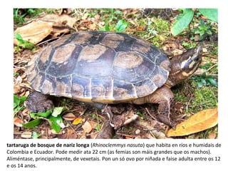 tartaruga de bosque de nariz longa (Rhinoclemmys nasuta) que habita en ríos e humidais de
Colombia e Ecuador. Pode medir ata 22 cm (as femias son máis grandes que os machos).
Aliméntase, principalmente, de vexetais. Pon un só ovo por niñada e faise adulta entre os 12
e os 14 anos.
 