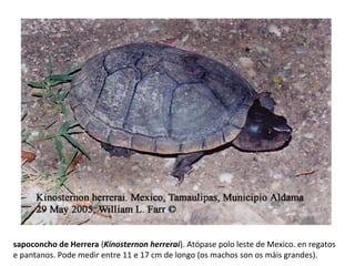 sapoconcho de Herrera (Kinosternon herrerai). Atópase polo leste de Mexico. en regatos
e pantanos. Pode medir entre 11 e 17 cm de longo (os machos son os máis grandes).
 