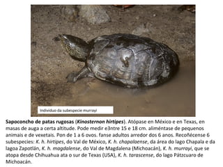Sapoconcho de patas rugosas (Kinosternon hirtipes). Atópase en México e en Texas, en
masas de auga a certa altitude. Pode medir e3ntre 15 e 18 cm. aliméntase de pequenos
animais e de vexetais. Pon de 1 a 6 ovos. fanse adultos arredor dos 6 anos. Recoñécense 6
subespecies: K. h. hirtipes, do Val de México, K. h. chapalaense, da área do lago Chapala e da
lagoa Zapotlán, K. h. magdalense, do Val de Magdalena (Michoacán), K. h. murrayi, que se
atopa desde Chihuahua ata o sur de Texas (USA), K. h. tarascense, do lago Pátzcuaro de
Michoacán.
Individuo da subespecie murrayi
 