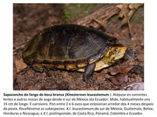 Sapoconcho do fango de boca branca (Kinosternon leucostomum ). Atópase en correntes
lentes e outras masas de auga desde o sur de México ata Ecuador. Mide, habitualmente uns
15 cm de longo. É carnívoro. Pon entre 2 e 6 ovos que eclosionan arredor dos 4 meses despois
da posta. Recoñécense as subespecies: K.l. leucostomum,do sur de México, Guatemala, Belice,
Honduras e Nicaragua; e K.l. postinguinale, de Costa Rica, Panamá, Colombia e Ecuador.
 