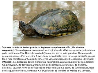 Sapoconcho estoxo, tartaruga estoxo, tapa cu e casquito escorpión (Kinosternon
scorpioides). Vive en lagoas e ríos de América tropical desde México ata o norte da Arxentina.
pode medir entre 15 e 18 cm de lonxitude(os machos son os máis grandes). Aliméntase de
pequenos animais. Pon entre 2 e 9 ovos. tamén é coñecida como tartaruga escorpión porque
ten o rabo rematado nunha uña. Recoñécense varias subespecies: K.s. abaxillare ,de Chiapas
(México); K.s. albogulare desde, Honduras a Panamá; K.s. carajensis, do sur de Pará (Brasil);
K.s. pachyurum, de Bolivia; K.s. panamense, de Panamá; K.s. scorpioides, de Panamá,
Colombia, Ecuador, norte de Perú zonas de Brasil e Bolivia; K.s. seriei, do sur de Bolivia, leste
de Paraguai e norte de Arxentina; e K.s. cruentatum, do surleste de México a O Salvador.
 