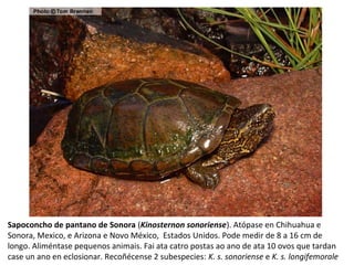 Sapoconcho de pantano de Sonora (Kinosternon sonoriense). Atópase en Chihuahua e
Sonora, Mexico, e Arizona e Novo México, Estados Unidos. Pode medir de 8 a 16 cm de
longo. Aliméntase pequenos animais. Fai ata catro postas ao ano de ata 10 ovos que tardan
case un ano en eclosionar. Recoñécense 2 subespecies: K. s. sonoriense e K. s. longifemorale
 