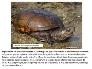 Exemplar da subespecie hipocrepis
sapoconcho de pantano do leste ou tartaruga de pantano común (Kinosternon subrubrum)
atópase en pozas, lagoas e outros hábitats de agua doce de case toda a metade leste dos
Estados Unidos. Pode medir entre 7 e 10 cm de lonxitude. Aliméntase de pequenos animais.
Recoñécense as subespecies: K. s. subrubrum, a especie tipo ou tartaruga de pantano do
leste, K. s. hippocrepis, tartaruga de pantano do Mississippi, e K. s. steindachneri , tartaruga
de pantano de Florida.
 