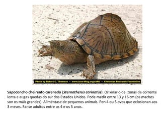 Sapoconcho cheirento carenado (Sternotherus carinatus). Orixinario de zonas de corrente
lenta e augas quedas do sur dos Estados Unidos. Pode medir entre 13 y 16 cm (os machos
son os máis grandes). Aliméntase de pequenos animais. Pon 4 ou 5 ovos que eclosionan aos
3 meses. Fanse adultos entre os 4 e os 5 anos.
 