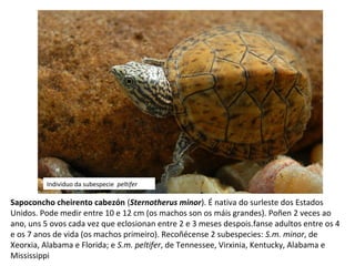Sapoconcho cheirento cabezón (Sternotherus minor). É nativa do surleste dos Estados
Unidos. Pode medir entre 10 e 12 cm (os machos son os máis grandes). Poñen 2 veces ao
ano, uns 5 ovos cada vez que eclosionan entre 2 e 3 meses despois.fanse adultos entre os 4
e os 7 anos de vida (os machos primeiro). Recoñécense 2 subespecies: S.m. minor, de
Xeorxia, Alabama e Florida; e S.m. peltifer, de Tennessee, Virxinia, Kentucky, Alabama e
Mississippi
Individuo da subespecie peltifer
 