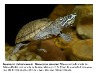 Sapoconcho cheirento común ( Sternotherus odoratus). Atópase por todo o leste dos
Estados Unidos e no surleste de Canadá. Mide entre 12 e 13 cm de lonxitude. É omnívoro.
Pon, ata 3 veces ao ano, entre 3 e 9 ovos. pode vivir máis de 40 anos.
 