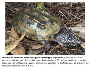 Sapoconcho amiscleiro mexicano xigante(Staurotypus triporcatus ). Atópase no sur de
México e en Guatemala, Belice e Honduras. Pode medir ata 38 cm (os maxchos son os máis
pequenos). Aliméntase de pequenos animais e de vexetais. Fai ata tres postas ao ano, de 4 a 6
ovos que eclosionan nuns 3 meses.
 