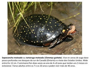 Sapoconcho moteado ou tartaruga moteada (Clemmys guttata). Vive en zonas de auga doce
pouco profundas nos bosques do sur de Canadá (Ontario) e o leste dos Estados Unidos. Mide
entre 8 e 12 cm. É omnívoro.Pon dúas veces ao ano de 4 a 8 ovos que tardan uns 3 meses en
eclosionar. Fanse adultos entre os 7 e os 10 anos e poden vivir máis de 40 anos.
 
