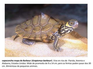 sapoconcho mapa de Barbour (Graptemys barbouri). Vive en ríos de Florida, Xeorxia e
Alabama, Estados Unidos. Mide de promedio de 9 a 14 cm, pero as femias poden pasar dos 30
cm. Aliméntase de pequenos animais.
 