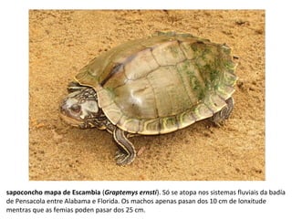 sapoconcho mapa de Escambia (Graptemys ernsti). Só se atopa nos sistemas fluviais da badía
de Pensacola entre Alabama e Florida. Os machos apenas pasan dos 10 cm de lonxitude
mentras que as femias poden pasar dos 25 cm.
 