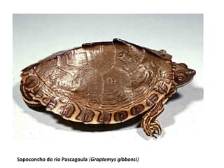 Sapoconcho do rio Pascagoula (Graptemys gibbonsi)
 