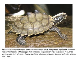 Sapoconcho mapuche negro ou sapoconcho mapa negro (Graptemys nigrinoda). Vive nos
ríos entre Alabama e Mississippi. Aliméntase de pequenos animais e vexetais. Pon varias
veces ao ano de 3 a 5 ovos . Os machos fanse adultos a partir dos 3 anos e as femias arredor
dos 7 anos.
 