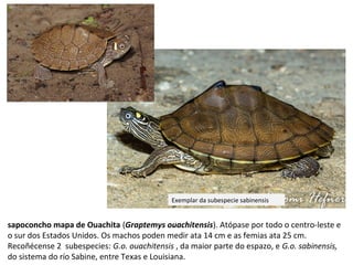 sapoconcho mapa de Ouachita (Graptemys ouachitensis). Atópase por todo o centro-leste e
o sur dos Estados Unidos. Os machos poden medir ata 14 cm e as femias ata 25 cm.
Recoñécense 2 subespecies: G.o. ouachitensis , da maior parte do espazo, e G.o. sabinensis,
do sistema do río Sabine, entre Texas e Louisiana.
Exemplar da subespecie sabinensis
 