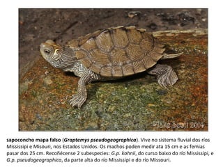 sapoconcho mapa falso (Graptemys pseudogeographica). Vive no sistema fluvial dos ríos
Mississipi e Misouri, nos Estados Unidos. Os machos poden medir ata 15 cm e as femias
pasar dos 25 cm. Recoñécense 2 subespecies: G.p. kohnii, do curso baixo do río Mississipi, e
G.p. pseudogeographica, da parte alta do río Mississipi e do río Missouri.
 