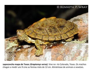 sapoconcho mapa de Texas (Graptemys versa). Vive no río Colorado, Texas. Os machos
chegan a medir uns 9 cme as femias máis de 12 cm. Aliméntase de animais e vexetais.
 