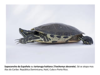 Sapoconcho da Española ou tartaruga haitiana (Trachemys decorata). Só se atopa mas
illas do Caribe: República Dominicana, Haití, Cuba e Porto Rico.
 