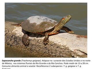 Sapoconcho grande (Trachemys gaigeae). Atópase no suroeste dos Estados Unidos e no norte
de México, nos sistemas fluviais do Río Grande e do Río Conchos. Pode medir de 13 a 28 cm.
Consume alimento animal e vexetal. Recoñécense 2 subespecies: T. g. gaigeae e T. g.
 