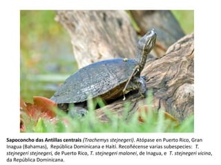 Sapoconcho das Antillas centrais (Trachemys stejnegeri). Atópase en Puerto Rico, Gran
Inagua (Bahamas), República Dominicana e Haití. Recoñécense varias subespecies: T.
stejnegeri stejnegeri, de Puerto Rico, T. stejnegeri malonei, de Inagua, e T. stejnegeri vicina,
da República Dominicana.
 