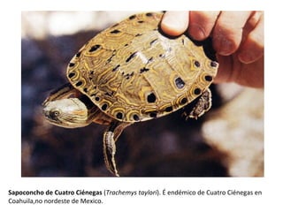 Sapoconcho de Cuatro Ciénegas (Trachemys taylori). É endémico de Cuatro Ciénegas en
Coahuila,no nordeste de Mexico.
 