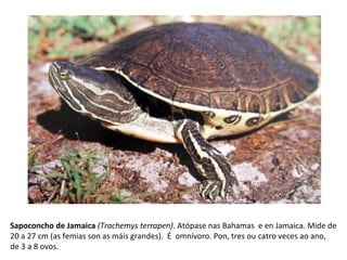 Sapoconcho de Jamaica (Trachemys terrapen). Atópase nas Bahamas e en Jamaica. Mide de
20 a 27 cm (as femias son as máis grandes). É omnívoro. Pon, tres ou catro veces ao ano,
de 3 a 8 ovos.
 