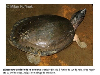 Sapoconcho acuático de río do norte (Batagur baska). É nativa do sur de Asia. Pode medir
ata 60 cm de longo. Atópase en perigo de extinción.
 
