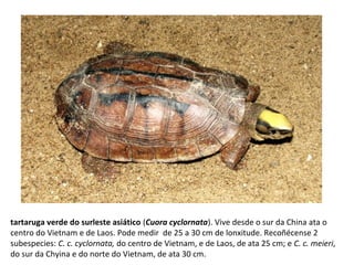 tartaruga verde do surleste asiático (Cuora cyclornata). Vive desde o sur da China ata o
centro do Vietnam e de Laos. Pode medir de 25 a 30 cm de lonxitude. Recoñécense 2
subespecies: C. c. cyclornata, do centro de Vietnam, e de Laos, de ata 25 cm; e C. c. meieri,
do sur da Chyina e do norte do Vietnam, de ata 30 cm.
 