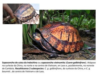 Sapoconcho de caixa da Indochina ou sapoconcho vietnamita (Cuora galbinifrons). Atópase
no surleste da China, no norte e no centro de Vietnam, en Laos e, posiblemente, no noreste
de Camboia. Recoñécense 2 subespecies: C. g. galbinifrons, do surleste da China, e C. g.
bourreti , do centro de Vietnam e de Laos.
 